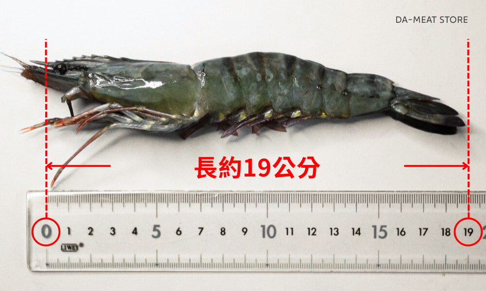 泰國草蝦尺寸