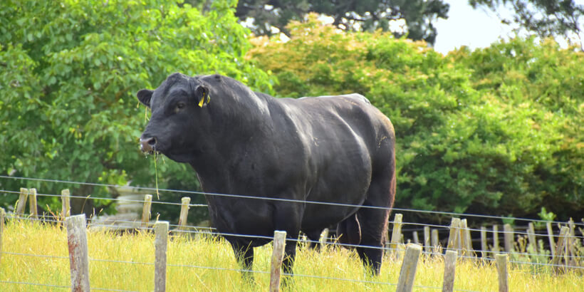 紐西蘭安格斯牛