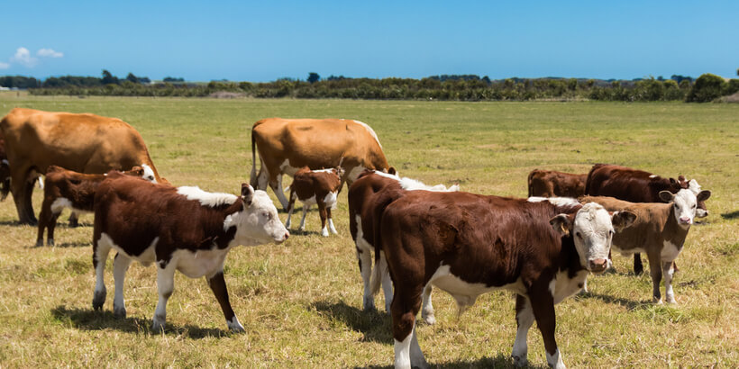 紐西蘭海弗牛